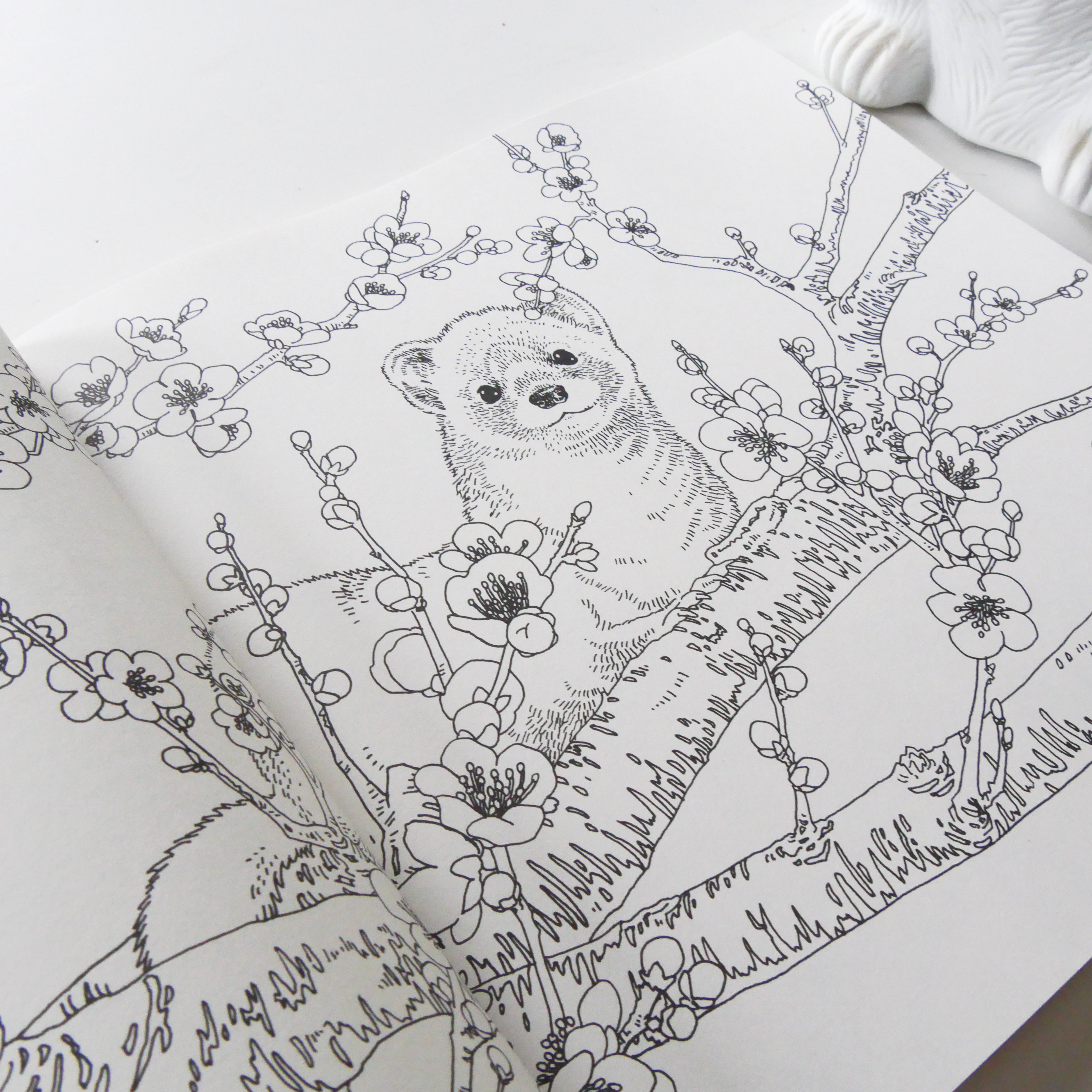 My Coloring Book: Animals in the Forest