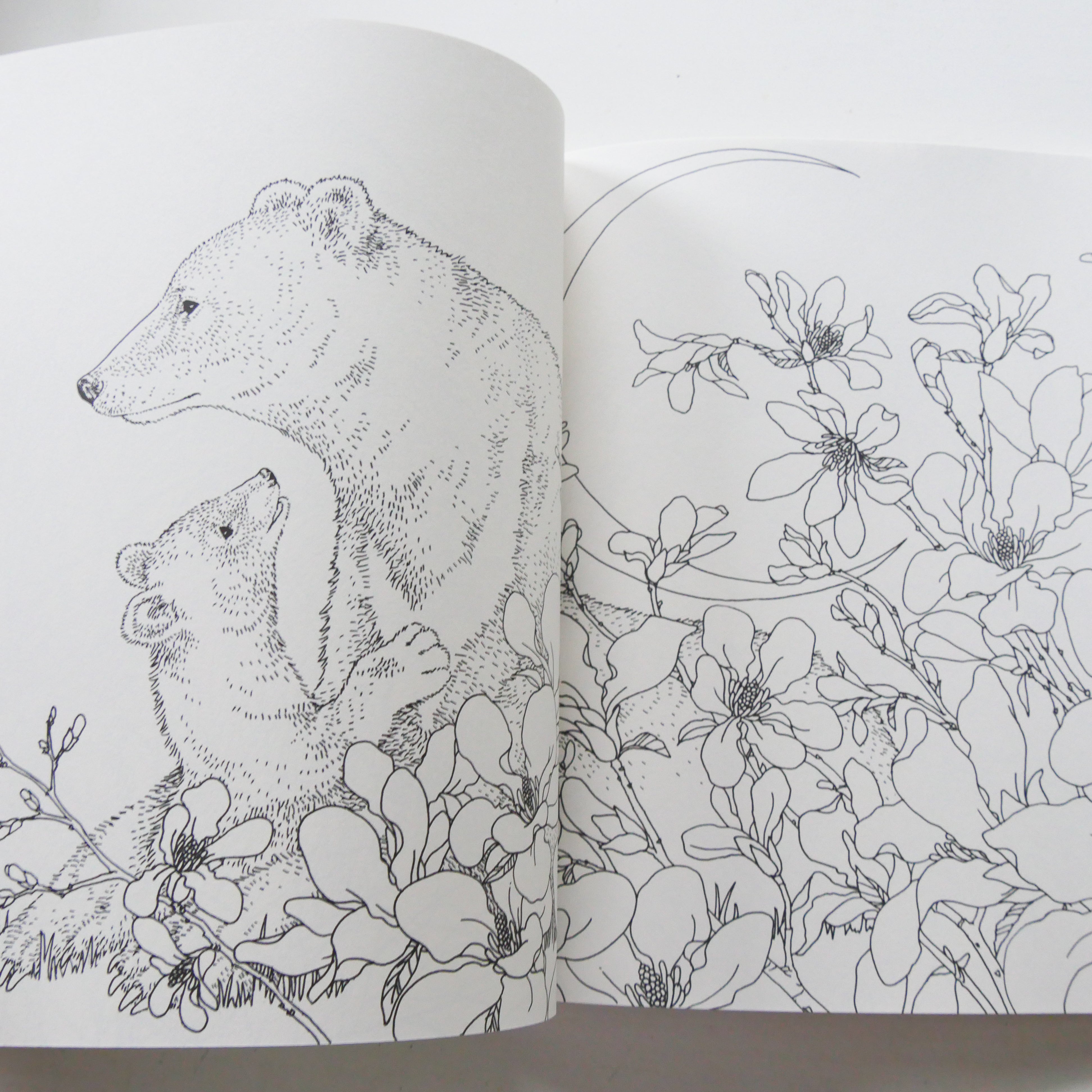 My Coloring Book: Animals in the Forest
