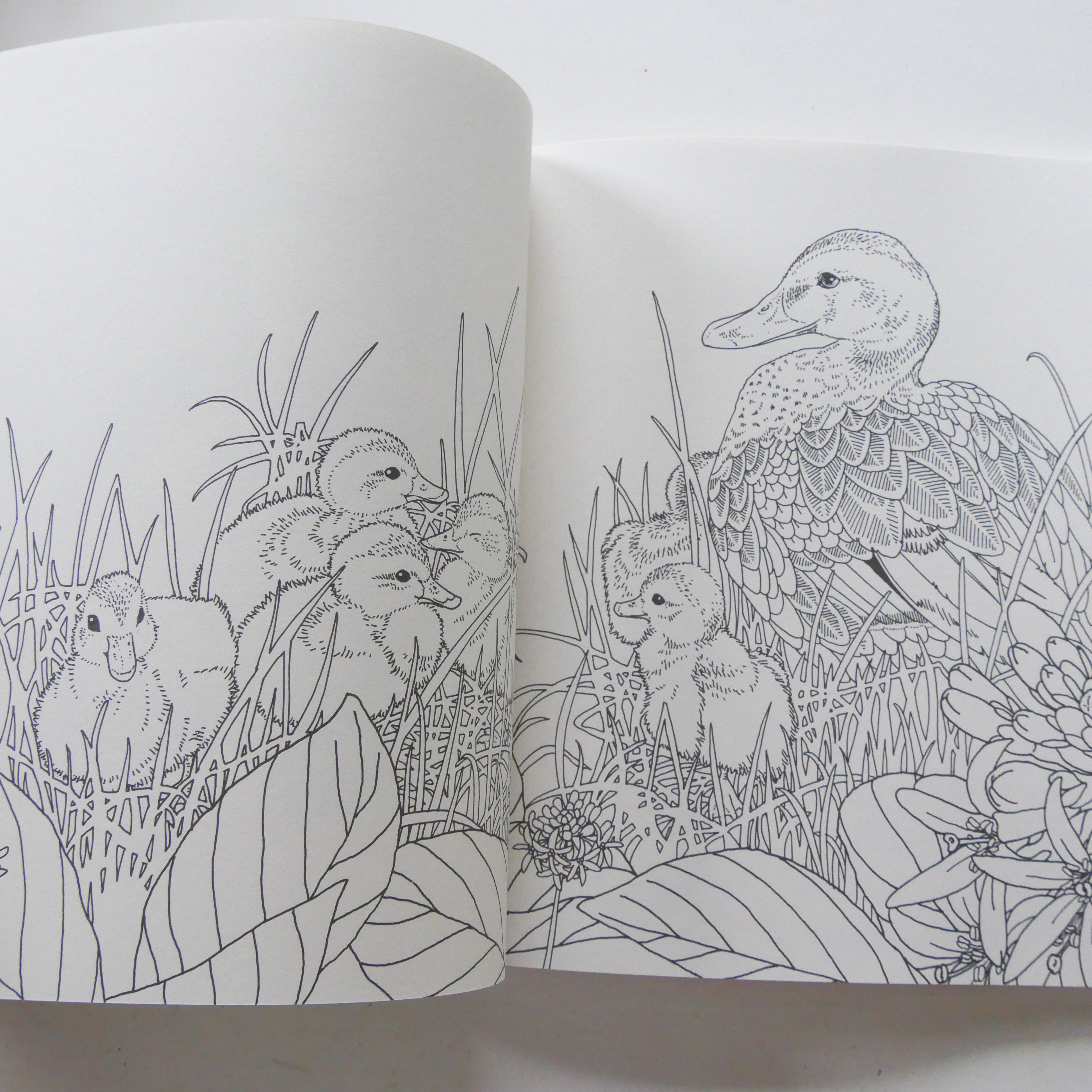 My Coloring Book: Animals in the Forest